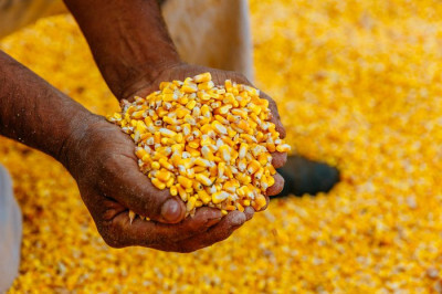 Efeito da queda no preço do milho ainda deve demorar para chegar na produção de carnes