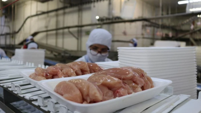 Frango: Brasil deve exportar mais a mercado euroasiático após decisão russa