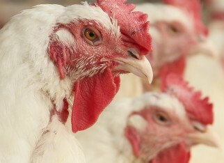 Frango vivo: Baixa volume de negócios mantém mercado estável