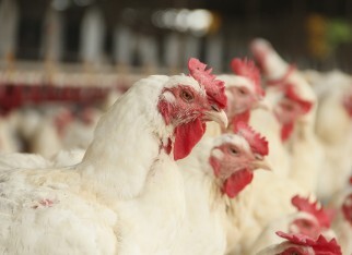 Frango: preço da carne cai, mas não garante demanda