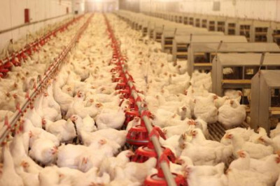 Brasil poderá exportar mais carne de frango e de peru para UE