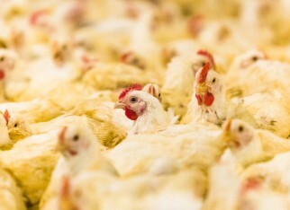 Frango Vivo: semana de estabilidade para os preços nas principais praças