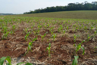 Produtores intensificam plantio do milho no Rio Grande do Sul