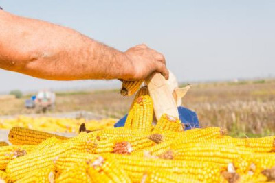 PIB da agropecuária cresce 14,9% no segundo trimestre do ano