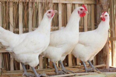 OMC favorece Brasil contra restrições de importação de frango