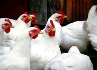 Demanda enfraquecida pressiona valores da proteína de frango