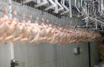 Exportadores de frango tentam reverter embargo chinês