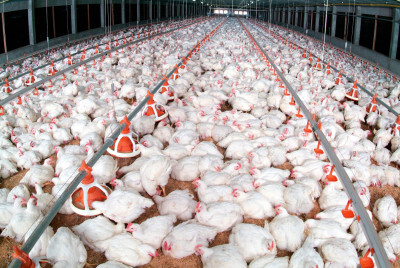 Greve dos caminhoneiros causa impactos no setor de aves e grãos